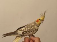 Ele Alışkın Sultan Papağanı