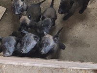 Safkan black malinois