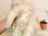 Uyguna British Longhair 7 Aylık Erkek Kedim