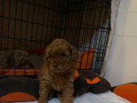 Toy Poodle Yavrular