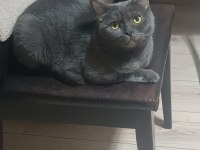 British Shorthair Paticikler