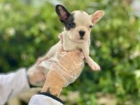 Maskeli French Bulldog Yavrularımız