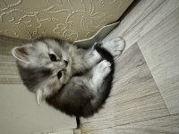 Chinchilla yavrularım