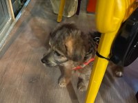 3 Aylık Maltipoo