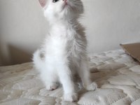 BRİTİSH SHORT HAİR PAMUK
