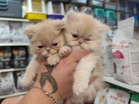 Türünün güzel örneklerinden british longhair yavrular