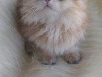 SAFKAN British Longhair ny11 Erkek