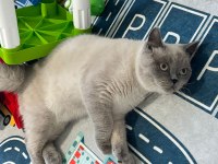 Sevimli british shorthair blue point kedimizi sahiplendirmek