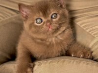 Nadir Bulunan Chocolate British Shorthair 
