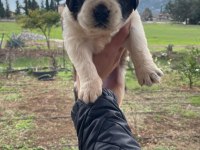 St Bernard Show Kalite