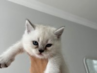 SAF KAN BRİTİSH SHORTHAİR BEBİŞLER