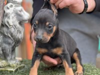 Doberman Yavrularımız