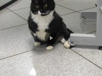 Yakışıklı kedimiz panda yuva arıyor