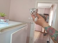 Nadir tür minyon british shorthair