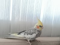 1 yaşında ele alışkın konuşan sultan papağanı