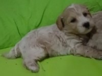 Anne altından o orjinal maltipoo bebekler