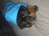 Köpeğimiz parsa acil yuva