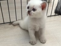 Blue point british shorthair