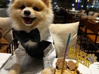 Pomeranian