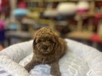Teacup Toy Poodle Güzelliği @petclubadana