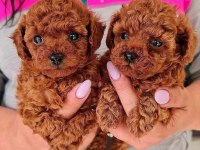 kg garantili toy poodle yavrular her yere gönderilir