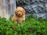 F1B GOLDENDOODLE YAVRULAR