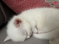 2 aylık beyaz erkek british shorthair