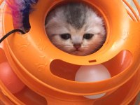 Silver shaded Scottish Fold baba şecereli