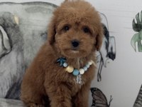 ORJİNAL MALTİPOO