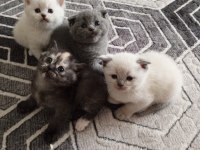 Scottish fold blue point