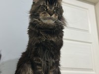 Şecereli Çift Maine Coon