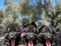 Showline K9 Alman Kurdu Yavrularımız