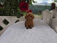TOYPOODLE YAVRULARIMIZ 