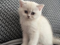 2 aylık dişi british longhair blue point