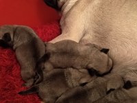 Yavru pug mops