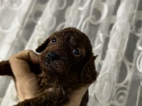 Orjinal toy poodle yavrularımız ev ortamından