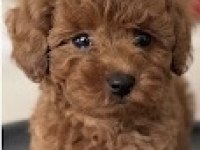 Toy Poodle Yavru Köpeği