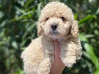 Maltipoo Yavrum Irk Ve Sağlık Garantilidir