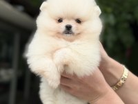 KUSURSUZ KARBEYAZ POMERANİAN BOO