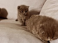 Saf Kan Scottish Fold