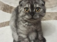 Dünya tatlısı scottish fold kızımız yeni yuvasını arıyor