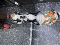 Erkek french bulldog köpeği