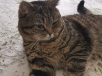 TUVALET EĞİTİMLİ VE KISIR ERKEK KEDİMİZ