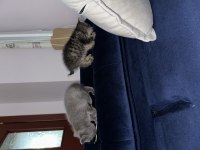 British Shorthair Yavruları