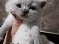 Yeni yuvalarına gitmeye hazır british shorthair minnaklar