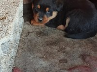 Irk garantili rottweiler yavruları