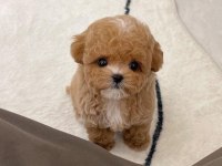 ÜST KALİTE MALTİPOO YAVRULARIMIZ