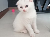 SCOTTİSH FOLD MAVİŞ DİŞİ YAVRU