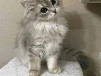 BRİTİSH LONGHAİR GRİ RENK YENİ SÜTTEN KESİLME