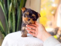 Sevimli Yorkshire Terrier Yavrumuz Yeni Ailesini Arıyor